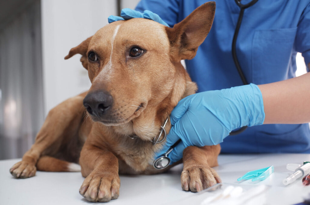 Emergency Vet Hospital