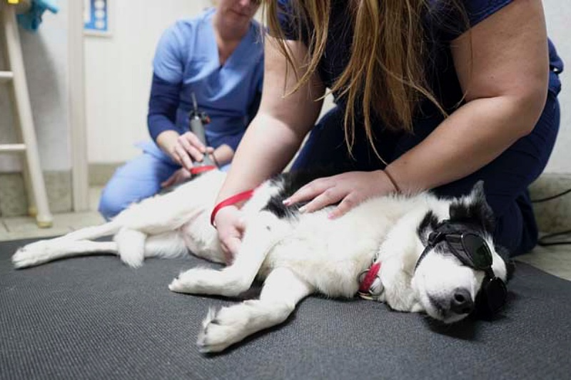 Dog hospital in Encino