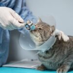 cat surgery in Encino