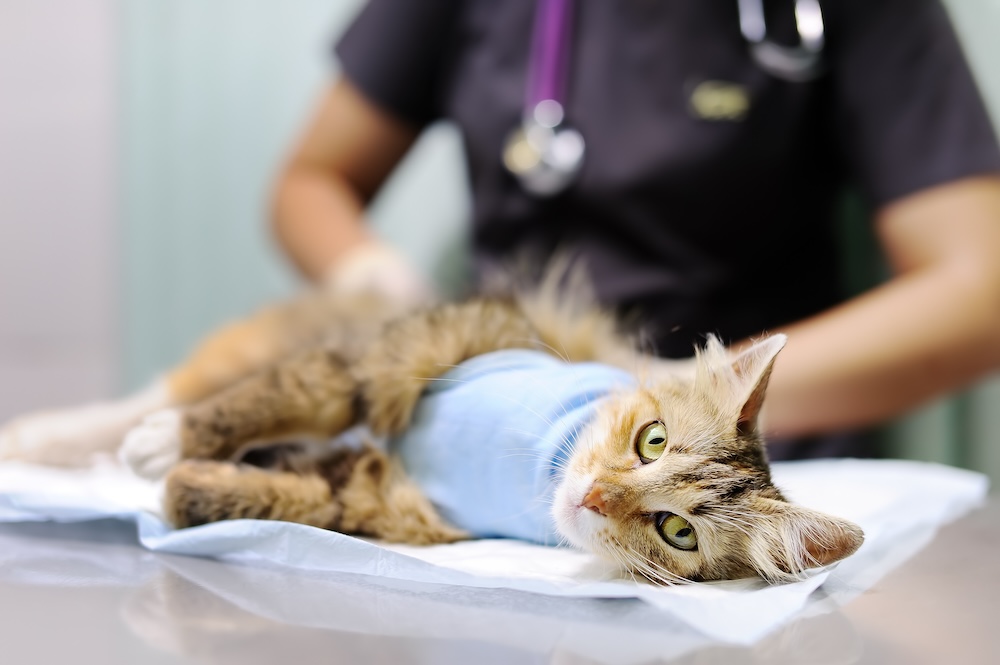 veterinary surgery near me