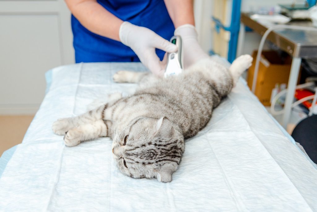 cat surgery near me